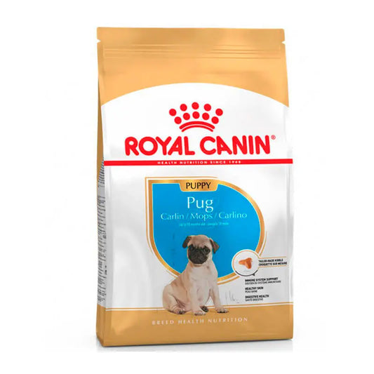 Pug Puppy 2.5 KG